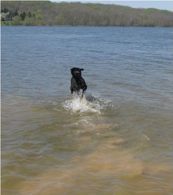 http://i61.photobucket.com/albums/h42/RedDawg55/dogs/Link/4-26-09%20swimming/IMG_2332-1.jpg