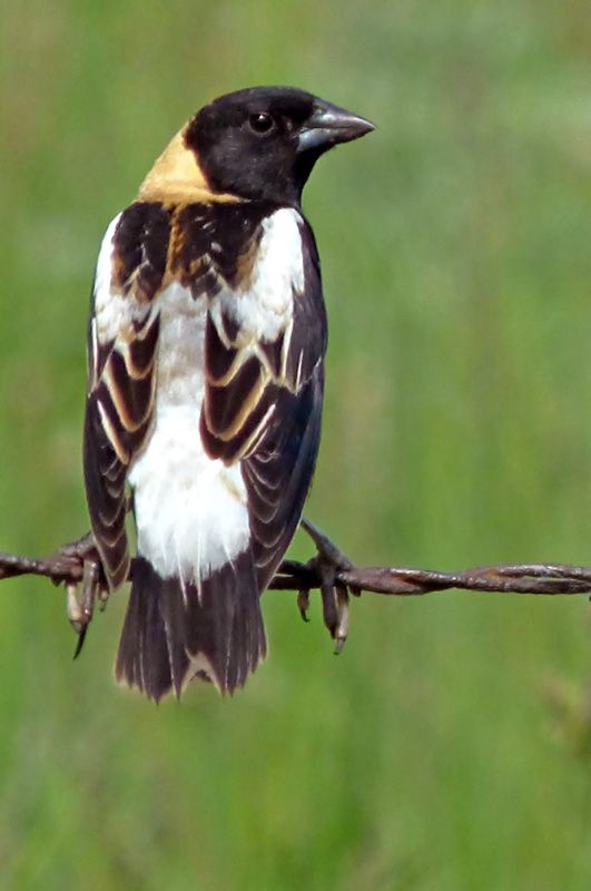 IMAGE: http://i61.photobucket.com/albums/h43/mnshutterbug54/bob_zpsgn2adbm6.jpg