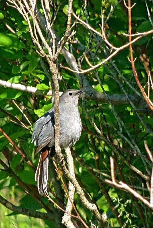 IMAGE: http://i61.photobucket.com/albums/h43/mnshutterbug54/cat_zpsrrs7ushy.jpg