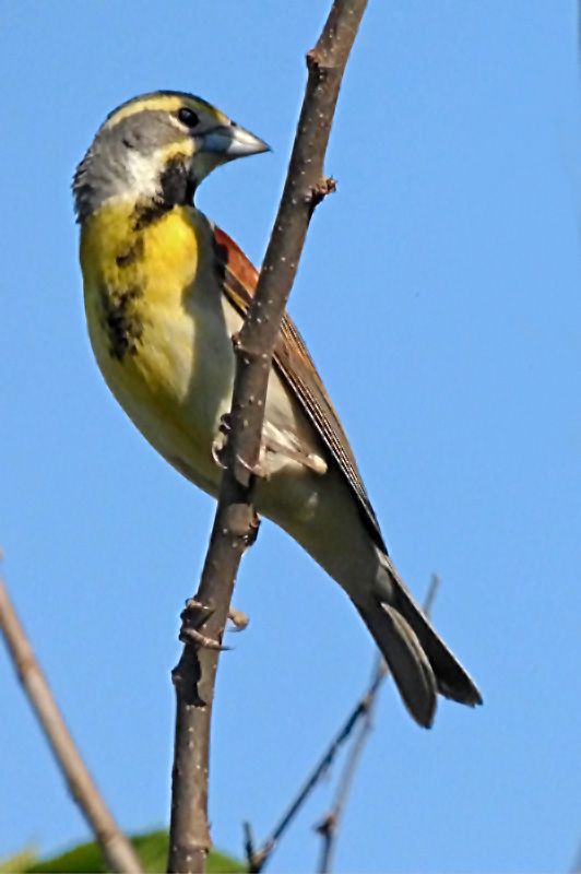 IMAGE: http://i61.photobucket.com/albums/h43/mnshutterbug54/dick_zpswujkmndk.jpg