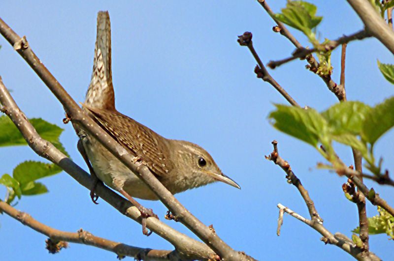 IMAGE: http://i61.photobucket.com/albums/h43/mnshutterbug54/wren_zpsuuwxvkuf.jpg