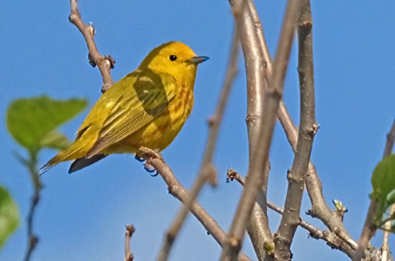 IMAGE: http://i61.photobucket.com/albums/h43/mnshutterbug54/yellow%201_zps0qfgivrg.jpg