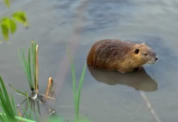 nutria2.jpg