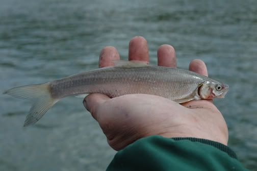 Flathead Chub