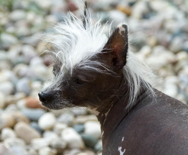 IMAGE: http://i61.photobucket.com/albums/h45/Foot67/Flippers-0125_zps2ed0b662.jpg