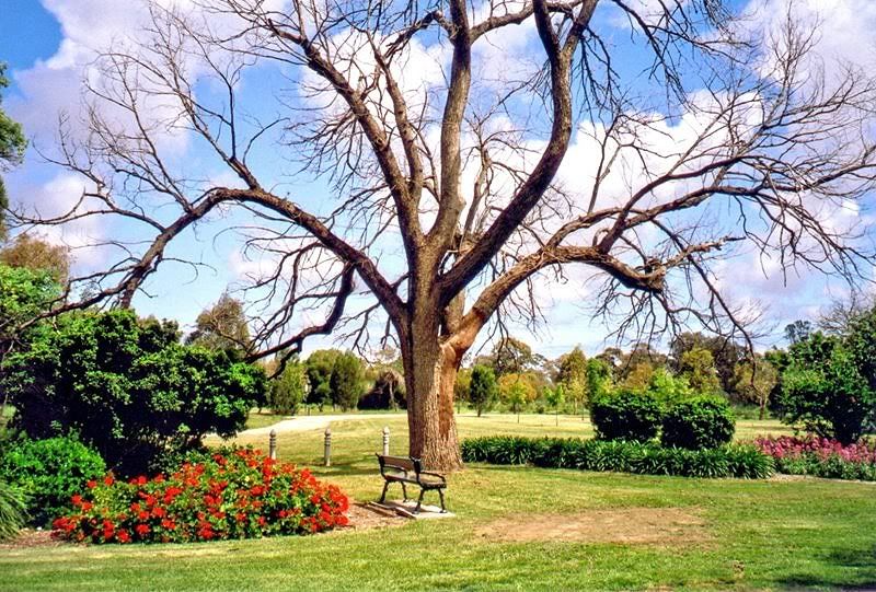 IMAGE: http://i61.photobucket.com/albums/h45/anthonymc_photos/1-AdelaideParklands.jpg