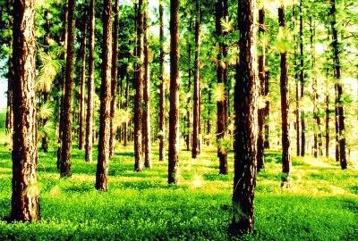 IMAGE: http://i61.photobucket.com/albums/h45/anthonymc_photos/5-AfternoonTrees.jpg