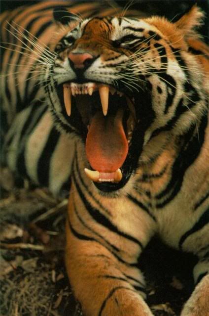 Tiger-Roaring-sta2.jpg