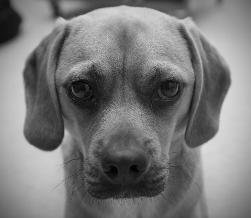 IMAGE: http://i61.photobucket.com/albums/h46/kevinng828/MicahBW1Vignettecopy.jpg