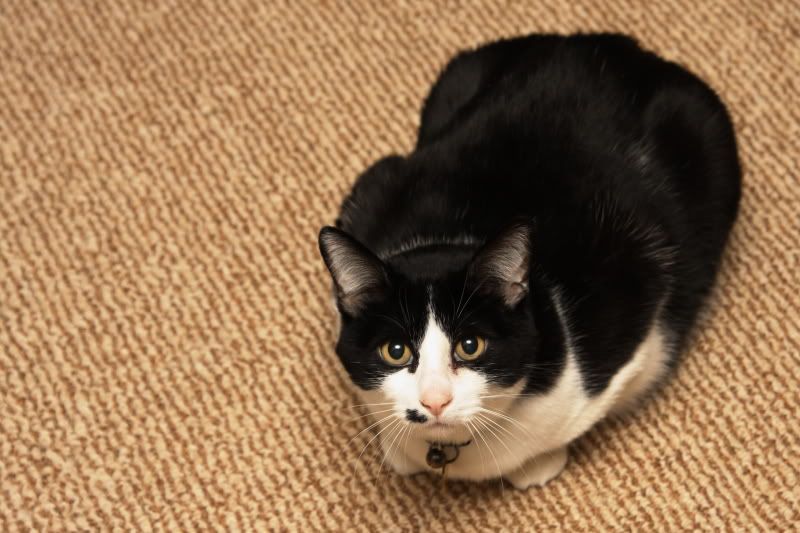 IMAGE: http://i61.photobucket.com/albums/h46/kevinng828/sly.jpg