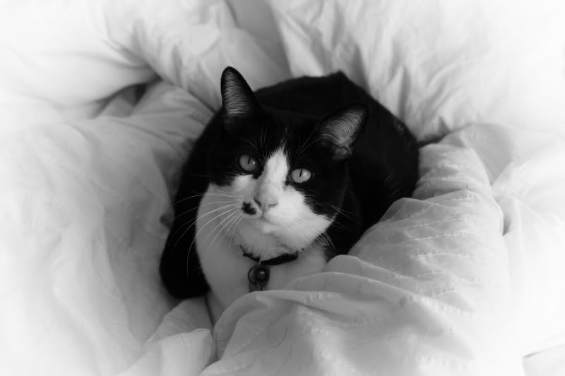 IMAGE: http://i61.photobucket.com/albums/h46/kevinng828/slybedcopy.jpg