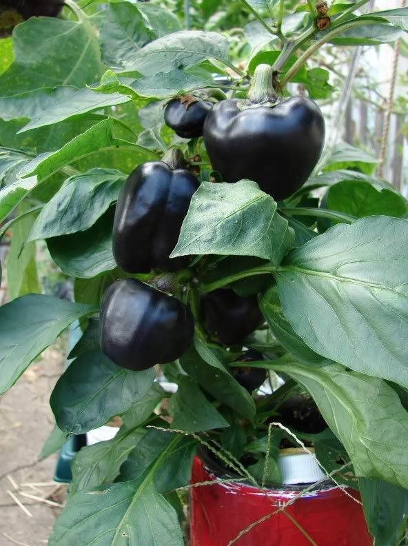 Black Bell Pepper