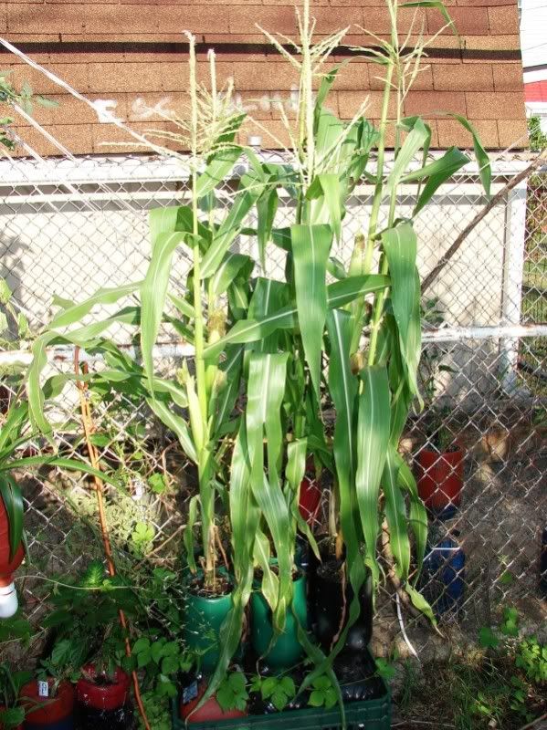 These are what I grow corn in. Having 2 parts solves the wet foot 