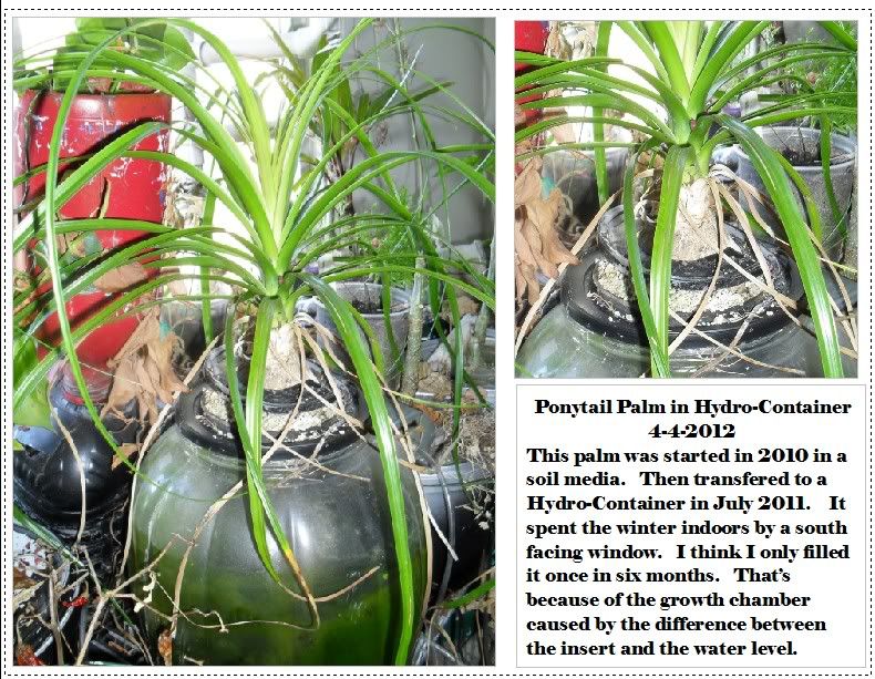 Ponytail+Palm+Root+System Ponytail Palm Root System http://forums.gardenweb.com/forums/load ...