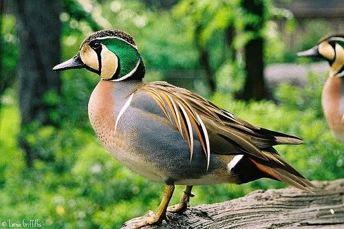 Baikal Teal Duck