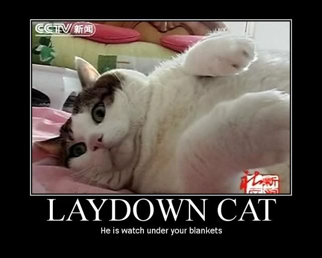 laydown cat