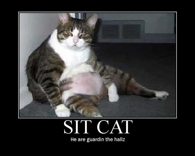 sit cat