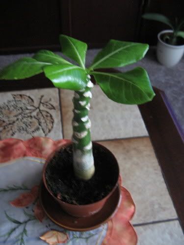 Palme