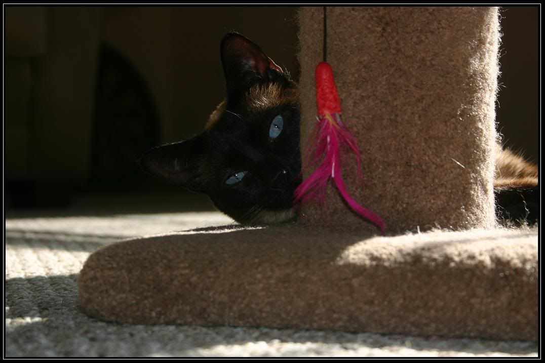 IMAGE: http://i61.photobucket.com/albums/h50/AVenom0/Digital%20Rebel/IMG_0709copy.jpg