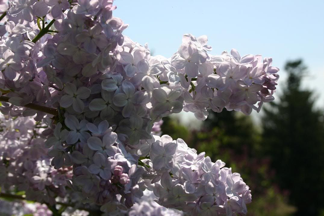 IMAGE: http://i61.photobucket.com/albums/h50/AVenom0/Digital%20Rebel/IMG_0950.jpg