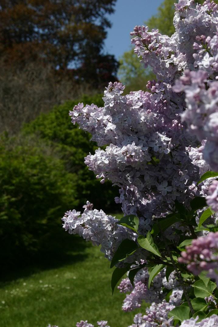 IMAGE: http://i61.photobucket.com/albums/h50/AVenom0/Digital%20Rebel/IMG_0956.jpg