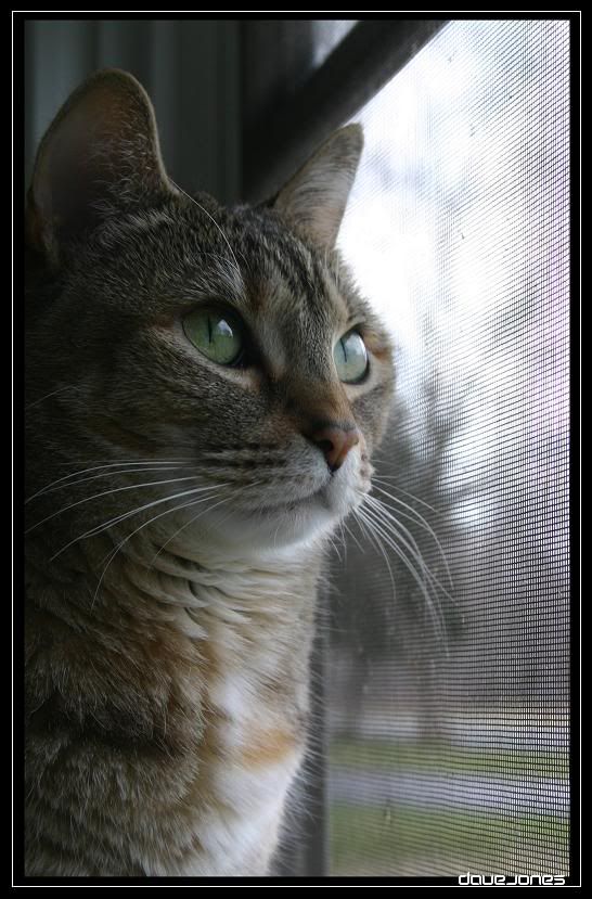 IMAGE: http://i61.photobucket.com/albums/h50/AVenom0/Digital%20Rebel/Kayla.jpg