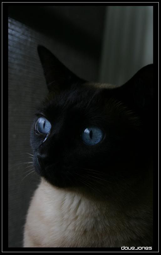 IMAGE: http://i61.photobucket.com/albums/h50/AVenom0/Digital%20Rebel/Mayajpg.jpg