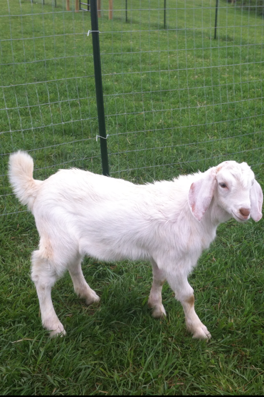 For Sale and Wanted - Goats