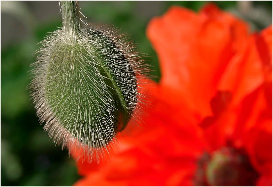 Mohn Pictures, Images and Photos