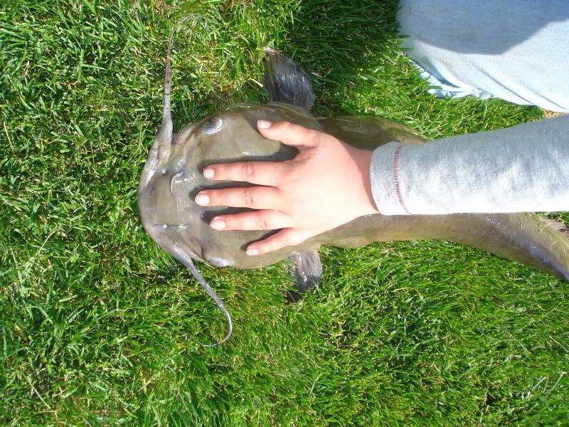 Utah Lake Bird Island Utah Wildlife Network