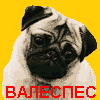Pug's in Russia:МОПСЫ РОССИИ