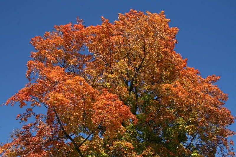 Images of Wisconsin (near, 2008...