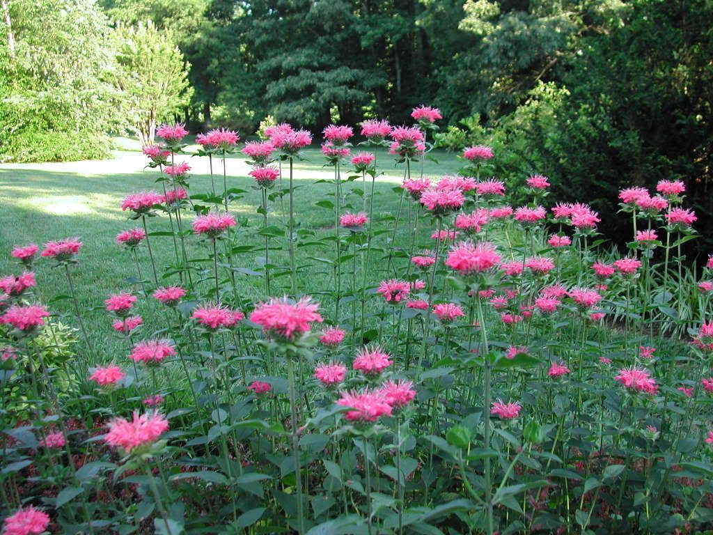 bee balm Pictures, Images and Photos