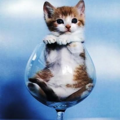 kittyinaglass.jpg