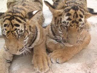 31801-TIGERS-0.jpg