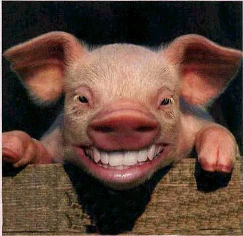 Pig-Smile1.jpg