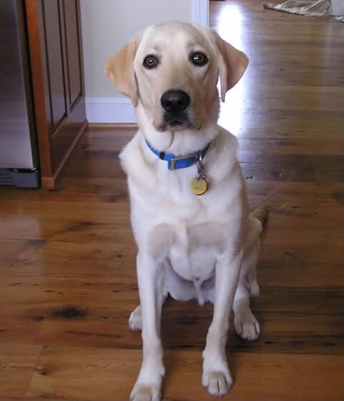 11 months old