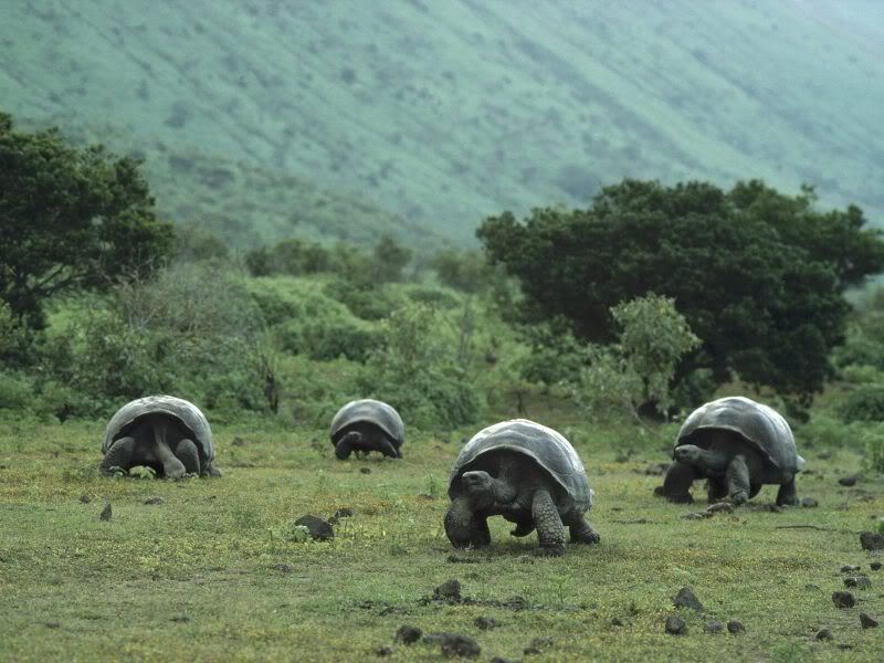 Galpagos-Tortoise6.jpg