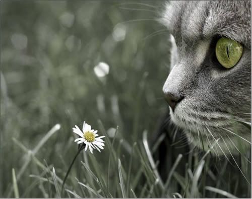 Cat_flower_2.jpg image by mauriziof51