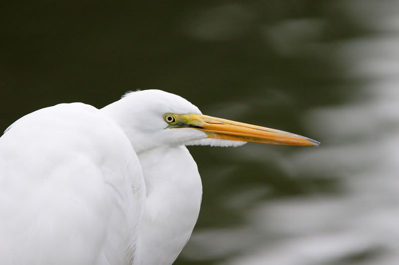 IMAGE: http://i61.photobucket.com/albums/h60/bryno74/Untitled.jpg