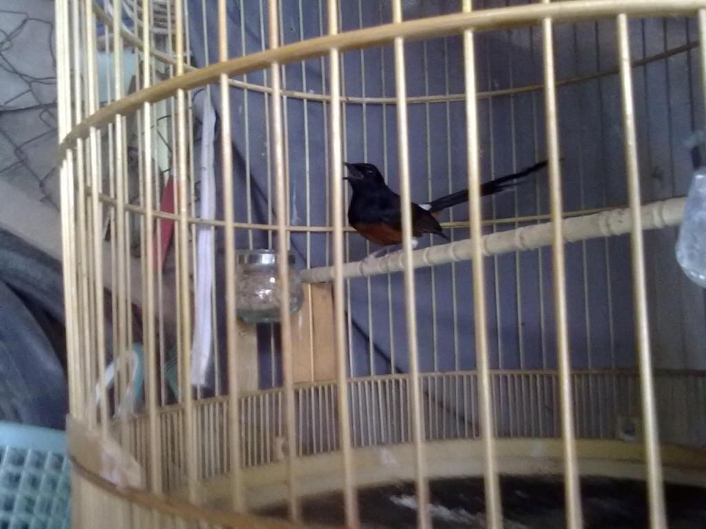 Q11 bán chim chích chòe lửa và chòe than có lồng luôn - 1