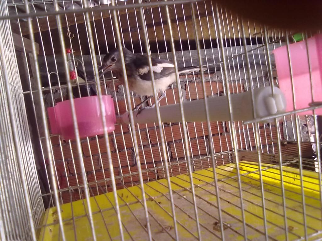 Q11 bán chim chích chòe lửa và chòe than có lồng luôn - 2