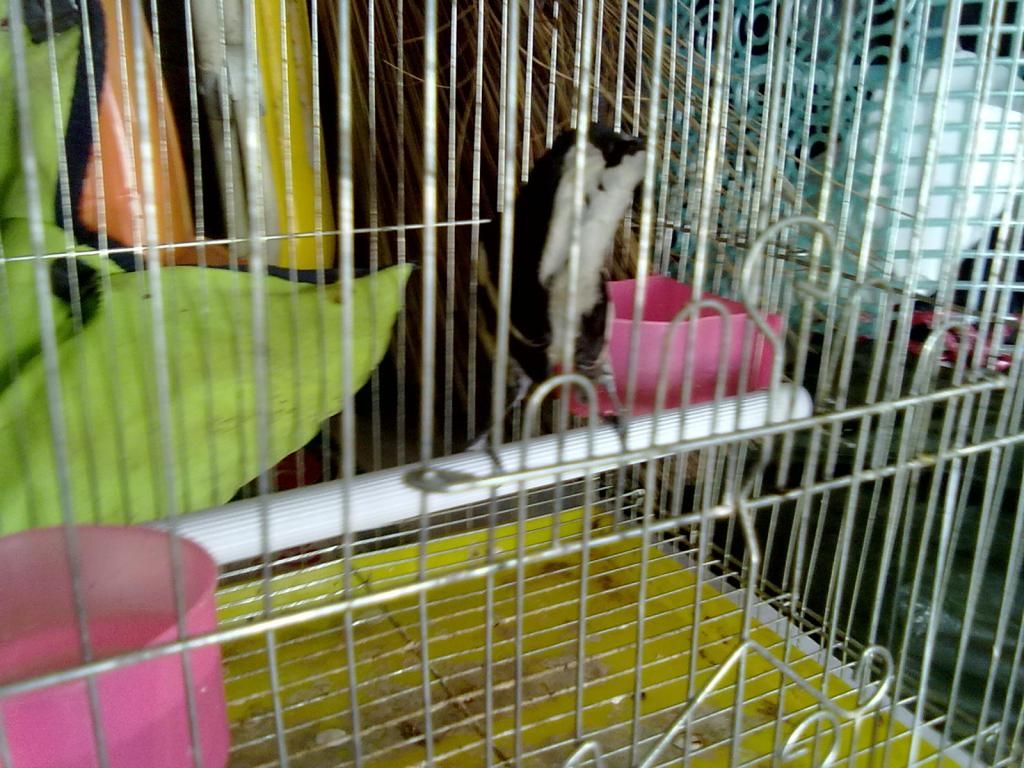 Q11 bán chim chích chòe lửa và chòe than có lồng luôn - 3