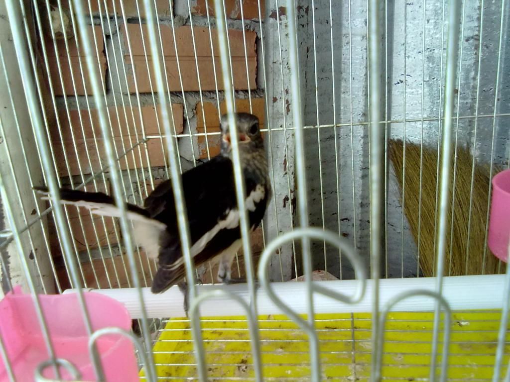 Q11 bán chim chích chòe lửa và chòe than có lồng luôn - 4