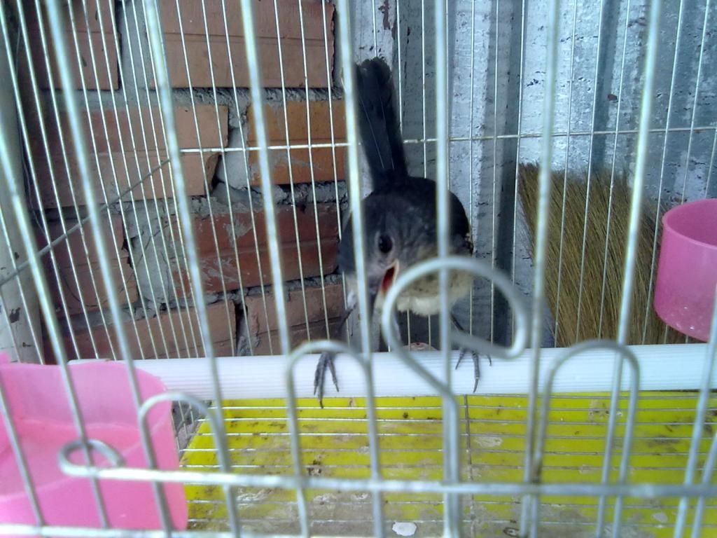 Q11 bán chim chích chòe lửa và chòe than có lồng luôn - 5