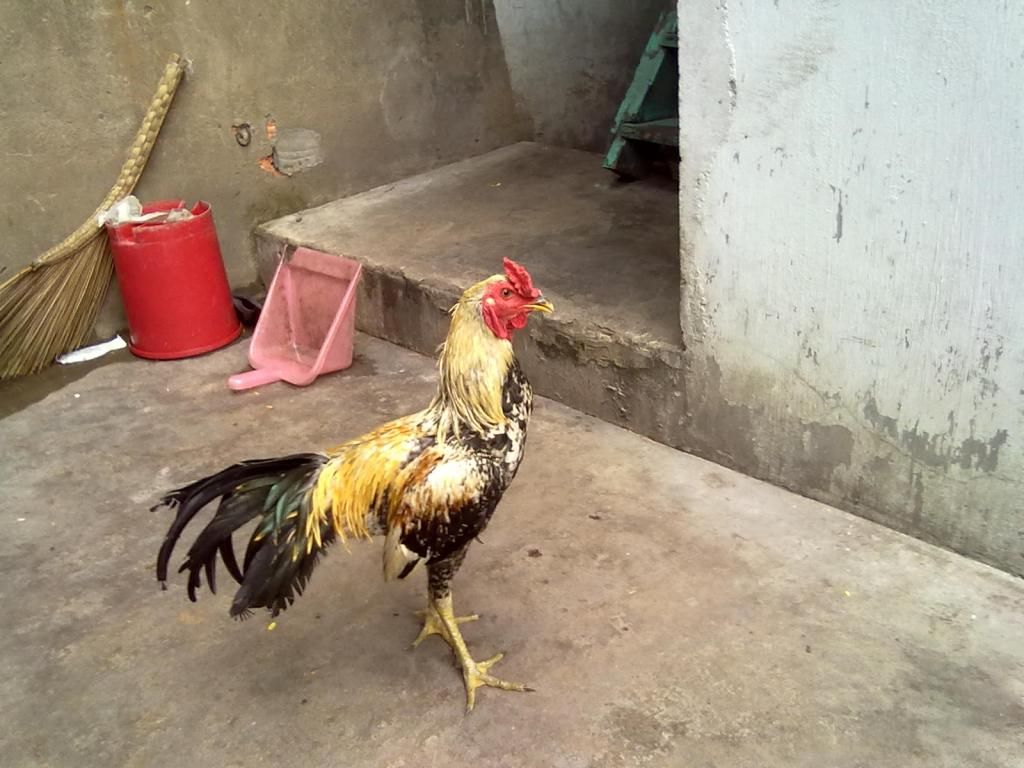 Tphcm q11 bán gà peru lai