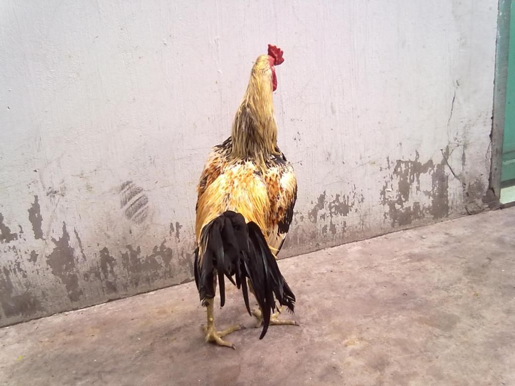 Tphcm q11 bán gà peru lai - 1