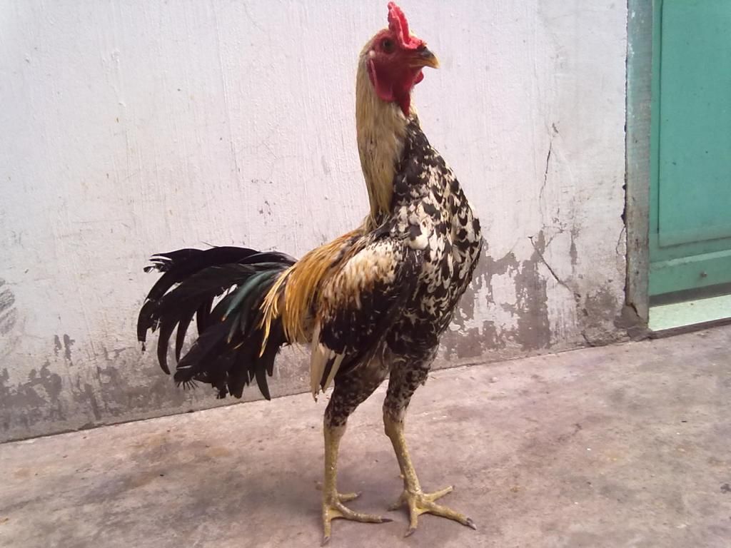 Tphcm q11 bán gà peru lai - 2