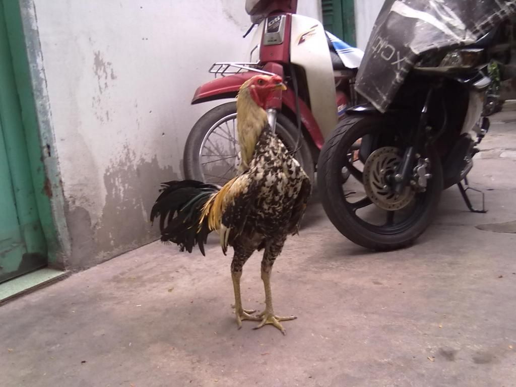 Tphcm q11 bán gà peru lai - 3
