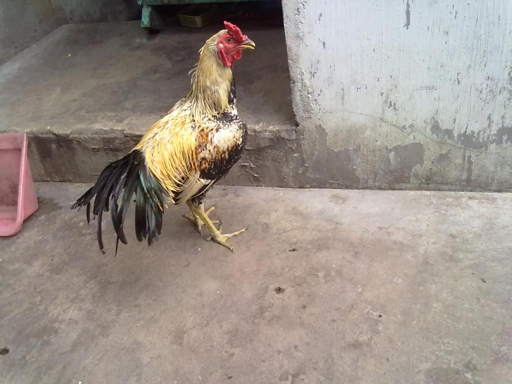 Tphcm q11 bán gà peru lai - 4